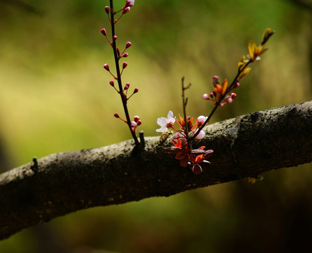 紫叶李