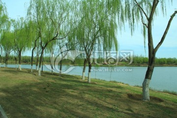 湖岸柳树