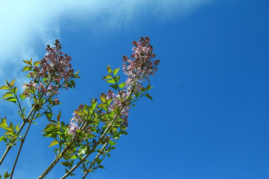 丁香花