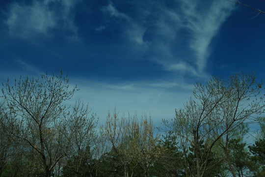 蓝天白云背景下的树林