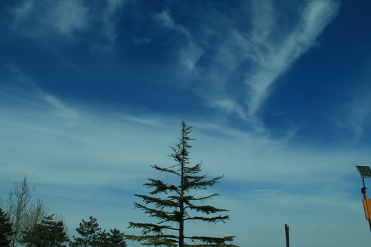 蓝天白云背景下的柏树