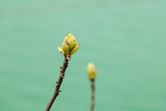 春天发芽