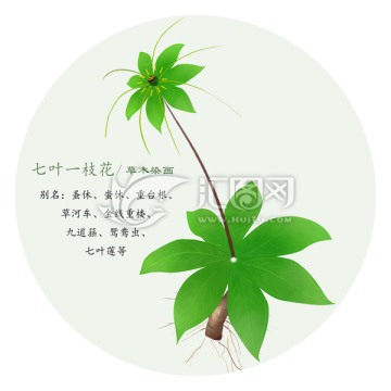 花草图案设计 七叶一枝花