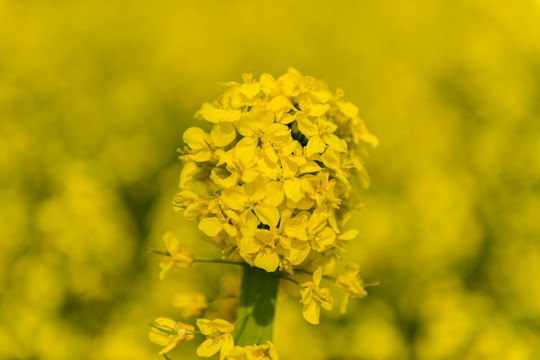 油菜花