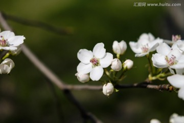 梨花