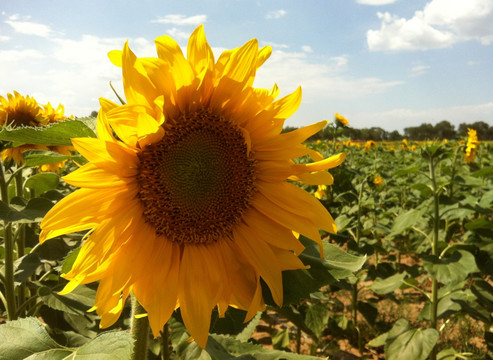 太阳花