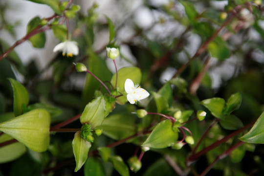 蝴蝶花