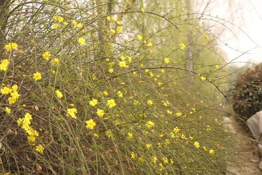 迎春花