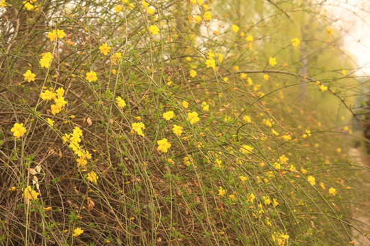 迎春花