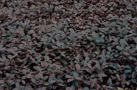 紅花繼木