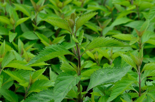 显脉香茶菜