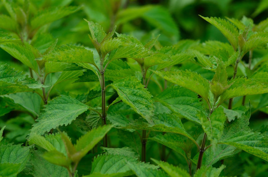 显脉香茶菜