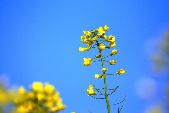 油菜花