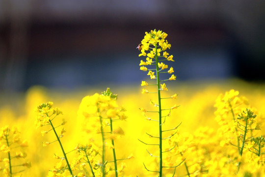 油菜花