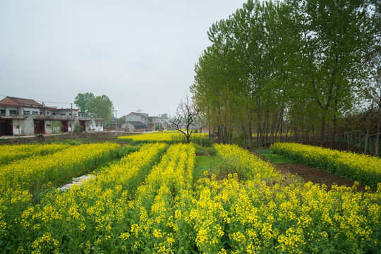 油菜花