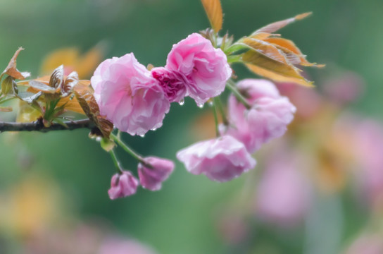 樱花水滴