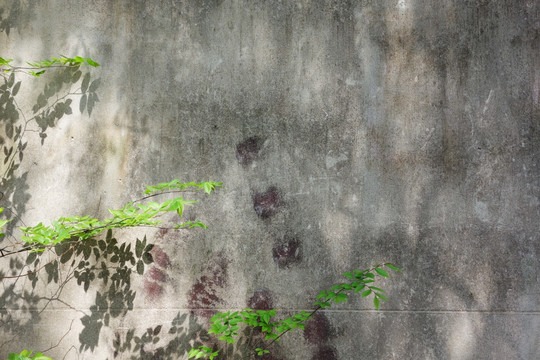 绿树枝和斑驳的墙壁