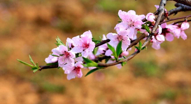 桃花