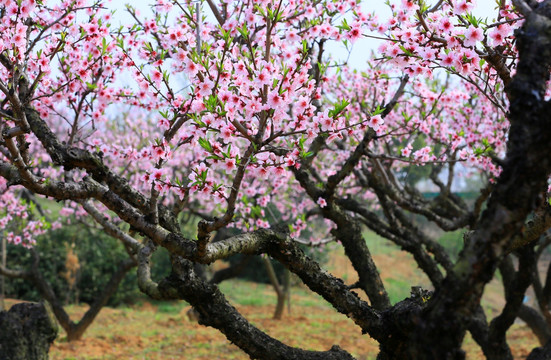 桃花