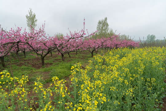 油菜花 桃花