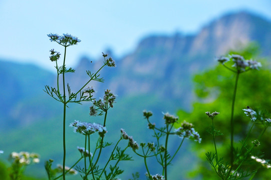 大山小花