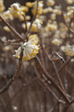 蝶恋花