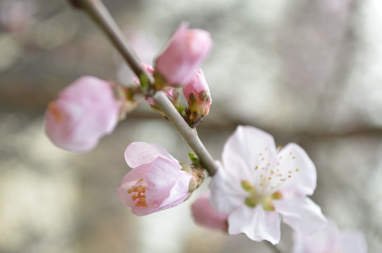 桃花