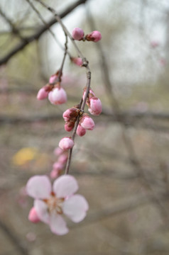 桃花