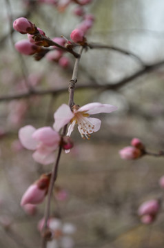 桃花