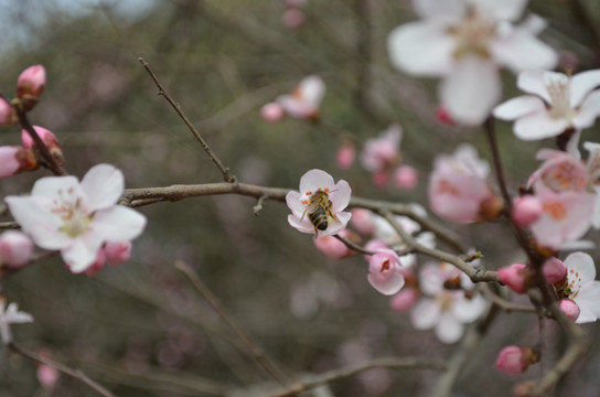 桃花