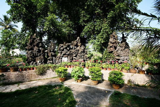 树木 风景 风光 植被 素材