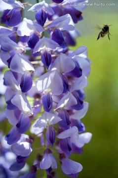 蜜蜂与紫藤花