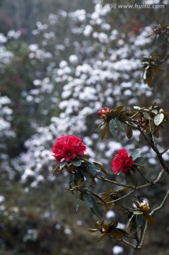 画意杜鹃花