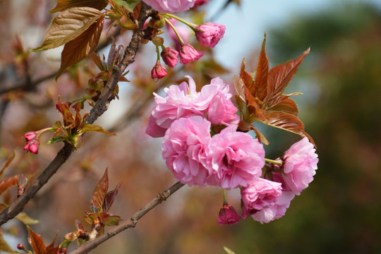 樱花