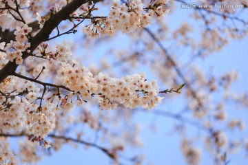 上海辰山植物园樱花