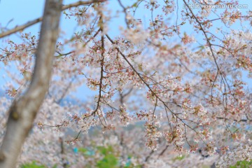 上海辰山植物园樱花