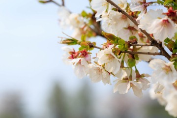 上海辰山植物园樱花