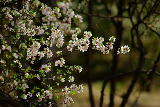 桃花