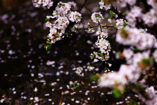 桃花