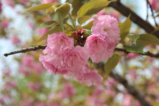 樱花