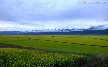 油菜花田