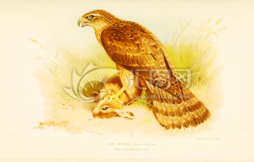 鳥(niǎo)類風(fēng)景油畫