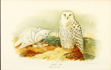 鳥(niǎo)類(lèi)風(fēng)景油畫(huà)