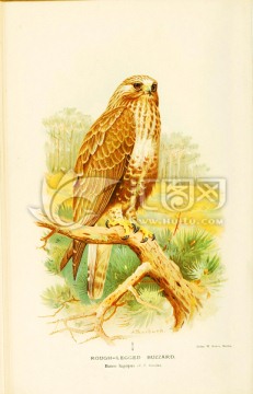 鳥(niǎo)類風(fēng)景油畫