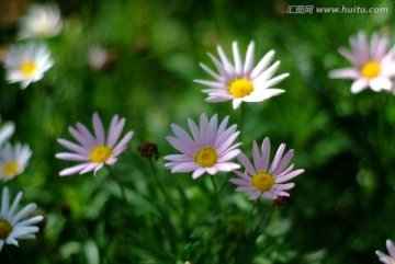 野菊花