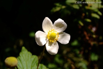 野草莓花