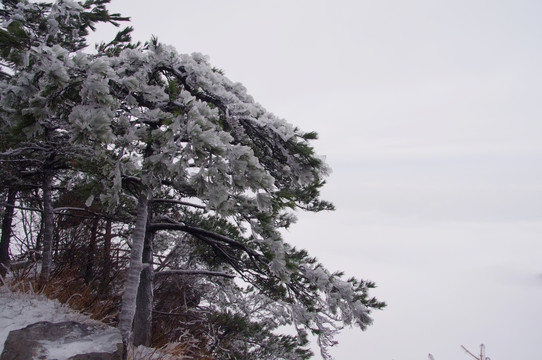 雪松