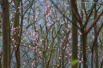 春暖花开