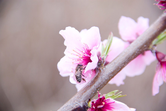 桃花