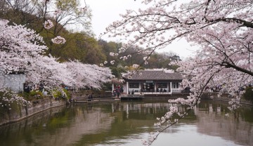 鼋头渚樱花